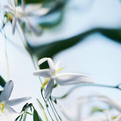 Blanche Absolu De Parfum, , large, image5