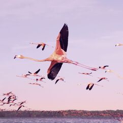 Flamingo Collection - Dusk Eye Trio, , large, image6