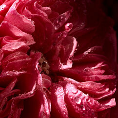 Rose Saffron Eau De Parfum, , large, image4