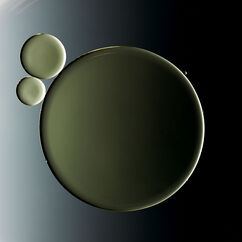 Queen Oil, , large, image5